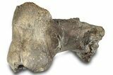 Fossil Hadrosaur (Hypacrosaur) Metatarsal - Montana #316441-3